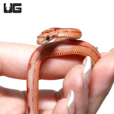 Baby Hypo Striped Cornsnake (Pantherophis guttatus) For Sale - Underground Reptiles