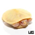 Baby Leubino Red Ear Slider Turtles (Trachemys scripta elegans) For Sale - Underground Reptiles