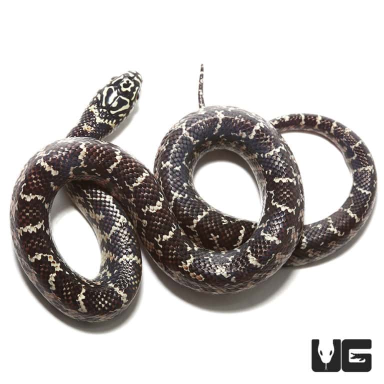 Baby Hypo Mosaic Brooks Kingsnake For Sale Underground Reptiles