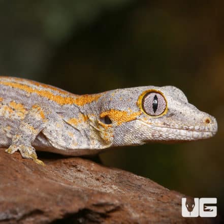 Baby Orange Striped Gargoyle Gecko (Rhacodactylus auriculatus) For Sale ...