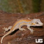 Baby Orange Striped Gargoyle Gecko (Rhacodactylus auriculatus) For Sale - Underground Reptiles