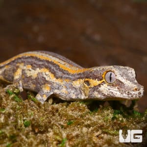 Geckos For Sale - Underground Reptiles