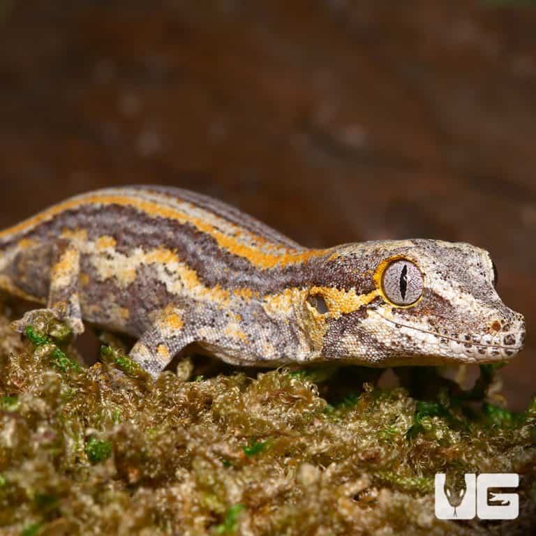 Crested & New Caledonia Geckos For Sale - Underground Reptiles