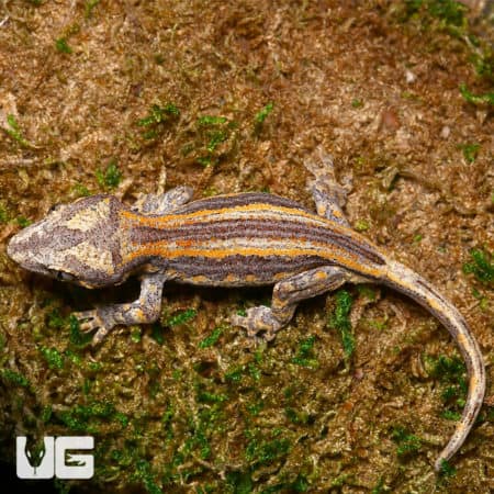 Baby Orange Striped Gargoyle Gecko (Rhacodactylus auriculatus) For Sale - Underground Reptiles