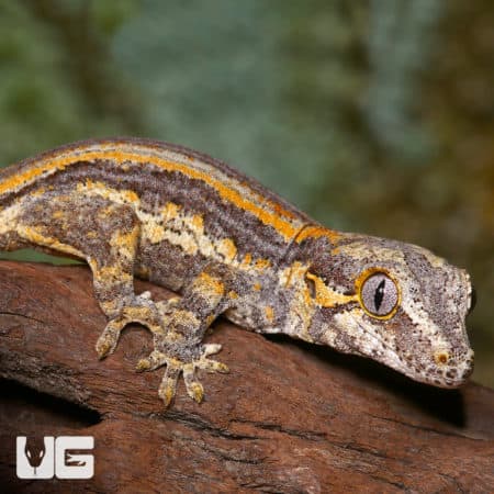 Baby Orange Striped Gargoyle Gecko (Rhacodactylus auriculatus) For Sale - Underground Reptiles