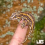 Baby Orange Striped Gargoyle Gecko (Rhacodactylus auriculatus) For Sale - Underground Reptiles
