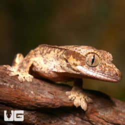 Baby Phantom Reverse Pinstripe Harlequin Crested Geckos (Correlophus ciliatus) For Sale - Underground Reptiles