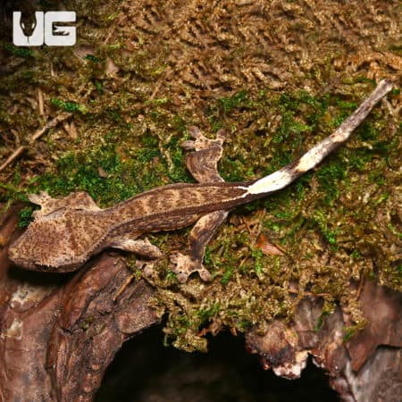 Baby Phantom Reverse Pinstripe Harlequin Crested Geckos (Correlophus ciliatus) For Sale - Underground Reptiles
