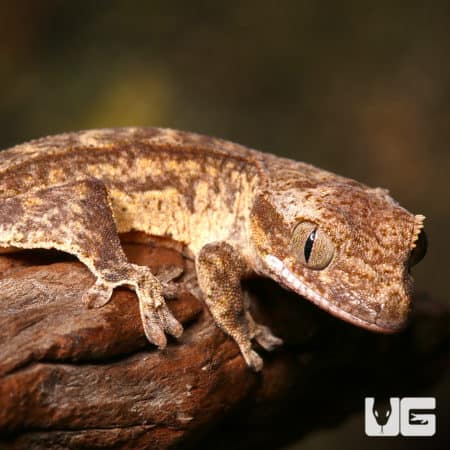 Baby Phantom Reverse Pinstripe Harlequin Crested Geckos (Correlophus ciliatus) For Sale - Underground Reptiles