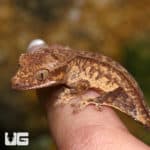 Baby Phantom Reverse Pinstripe Harlequin Crested Geckos (Correlophus ciliatus) For Sale - Underground Reptiles