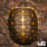 Baby Redfoot Tortoise Twins (Chelonoidis carbonaria) For Sale - Underground Reptiles