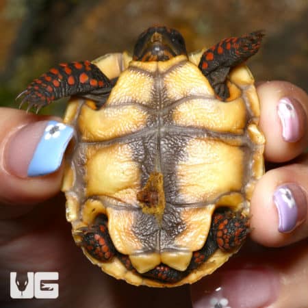 Baby Redfoot Tortoise Twins (Chelonoidis carbonaria) For Sale - Underground Reptiles