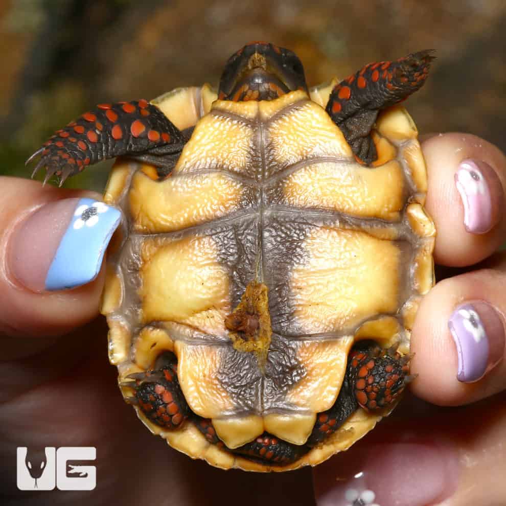 Baby Redfoot Tortoise Twins (Chelonoidis carbonaria) For Sale ...