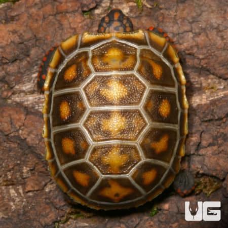 Baby Redfoot Tortoise Twins (Chelonoidis carbonaria) For Sale - Underground Reptiles
