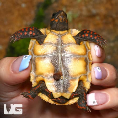 Baby Redfoot Tortoise Twins (Chelonoidis carbonaria) For Sale - Underground Reptiles