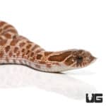 Baby Sable 66% Het Albino 66%het Mercury Hognose Snake (Heterodon nasicus) For Sale - Underground Reptiles