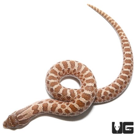 Baby Sable 66% Het Albino 66%het Mercury Hognose Snake (Heterodon nasicus) For Sale - Underground Reptiles