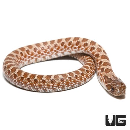 Baby Sable 66% Het Albino 66%het Mercury Hognose Snake (Heterodon nasicus) For Sale - Underground Reptiles