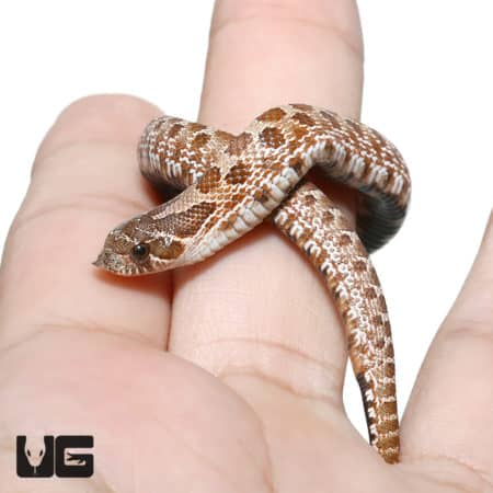Baby Sable 66% Het Albino 66%het Mercury Hognose Snake (Heterodon nasicus) For Sale - Underground Reptiles