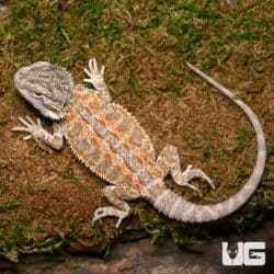 Baby Silver Sunset Bearded Dragon (Pogona vitticeps) For Sale - Underground Reptiles
