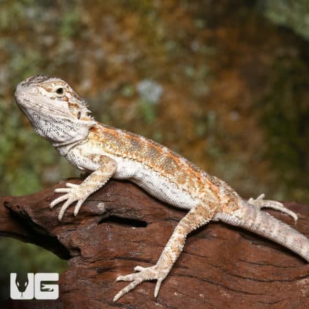 Baby Silver Sunset Bearded Dragon (Pogona vitticeps) For Sale - Underground Reptiles