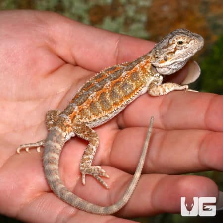 Baby Silver Sunset Bearded Dragon (Pogona vitticeps) For Sale - Underground Reptiles