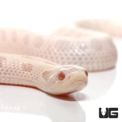 Baby Snow Anaconda Western Hognose Snakes (Heterodon nasicus) For Sale - Underground Reptiles