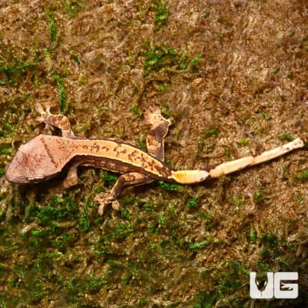 Baby Super Harlequin Partial Pinstripe Crested Gecko (Correlophus ciliatus) For Sale - Underground Reptiles