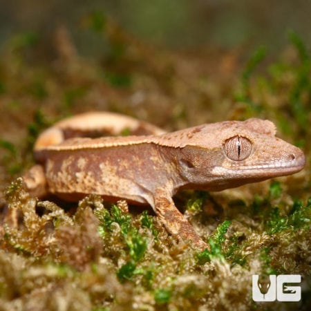 Baby Super Harlequin Partial Pinstripe Crested Gecko (Correlophus ciliatus) For Sale - Underground Reptiles