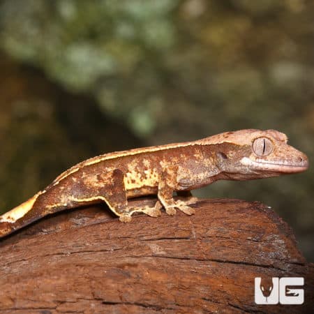 Baby Super Harlequin Partial Pinstripe Crested Gecko (Correlophus ciliatus) For Sale - Underground Reptiles