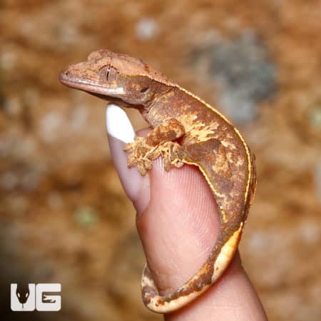 Baby Super Harlequin Partial Pinstripe Crested Gecko (Correlophus ciliatus) For Sale - Underground Reptiles
