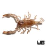 Baby Thai Forest Scorpions (Heterometrus sp. "Thailand") For Sale - Underground Reptiles
