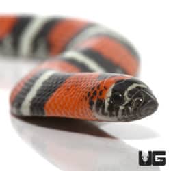 Baby Tricolor Hognose Snake (Heterodon nasicus) For Sale - Underground Reptiles