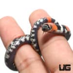 Baby Tricolor Hognose Snake (Heterodon nasicus) For Sale - Underground Reptiles