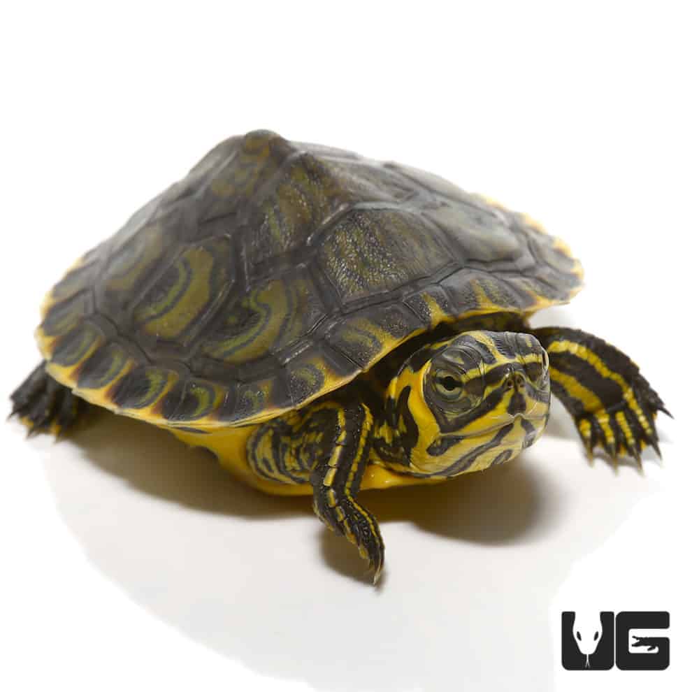 Turtles For Sale - Underground Reptiles