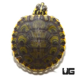 Baby Yellowbelly Slider Turtles (Trachemys scripta scripta) For Sale - Underground Reptiles