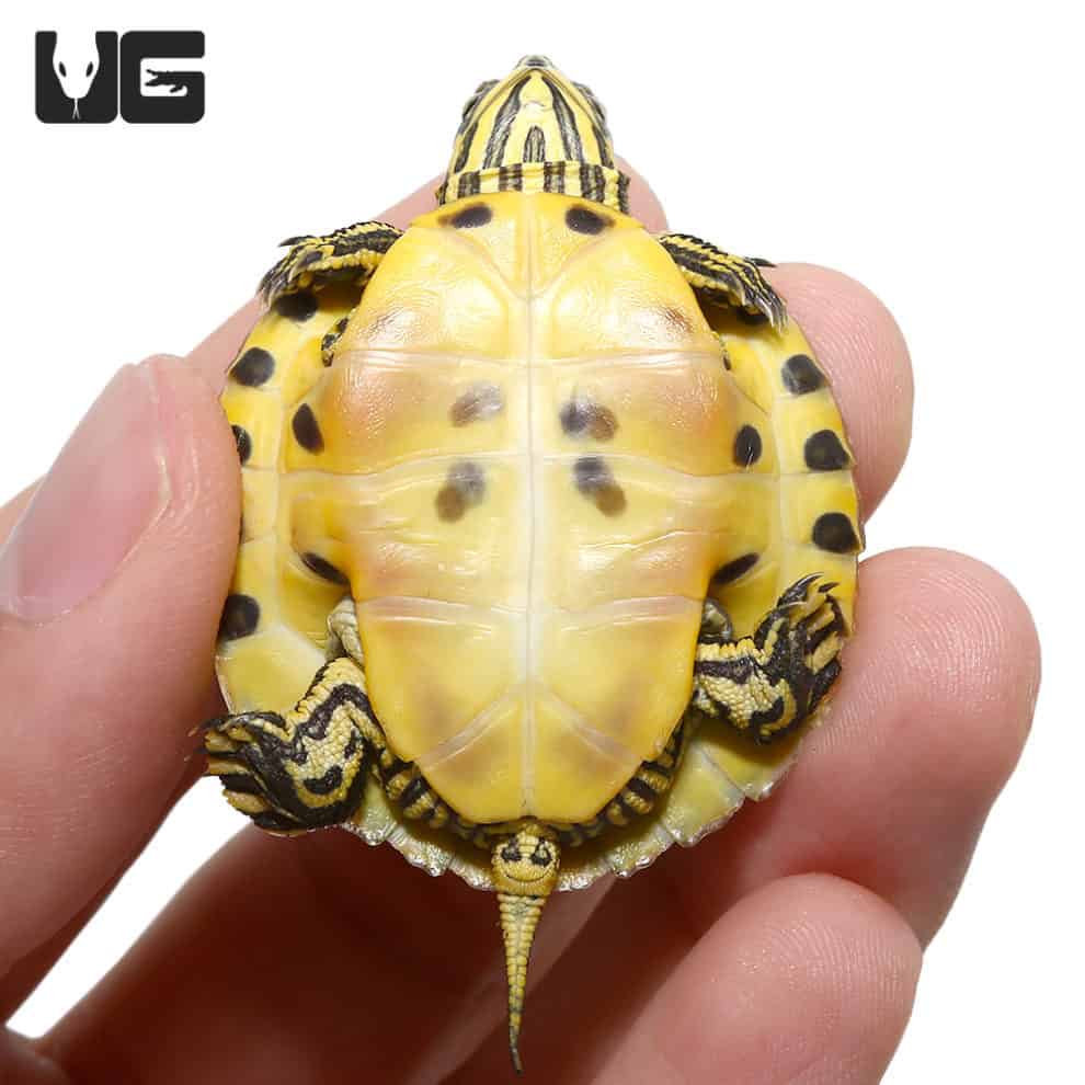 Baby Yellowbelly Slider Turtle For Sale - Underground Reptiles