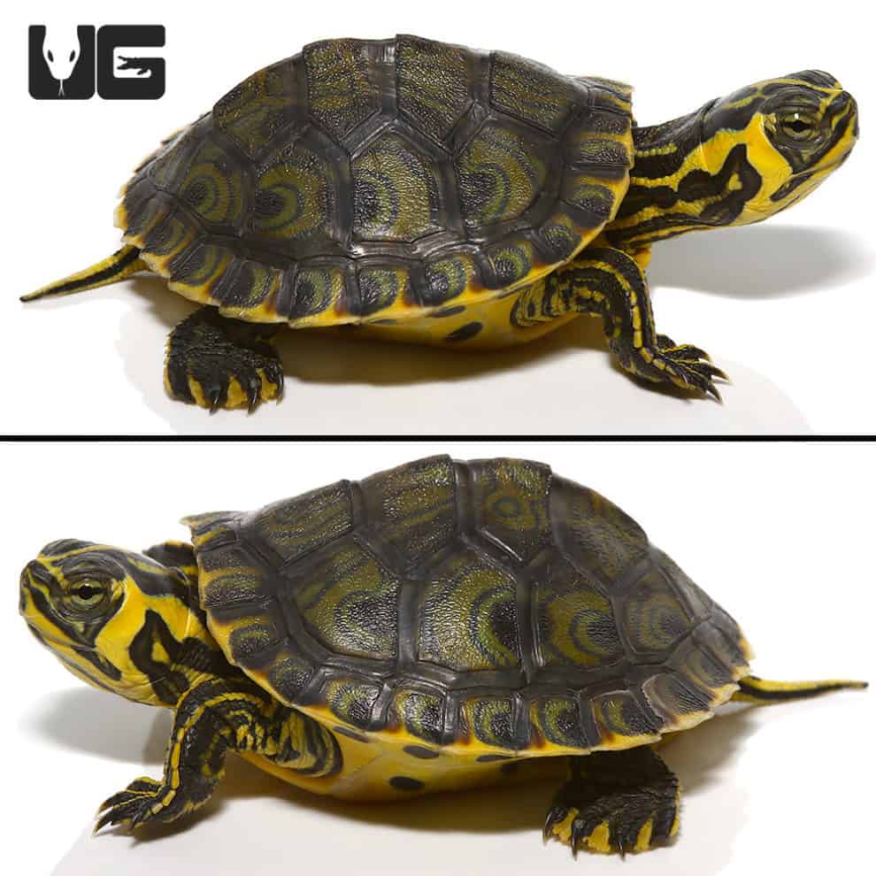 Baby Yellowbelly Slider Turtle For Sale - Underground Reptiles