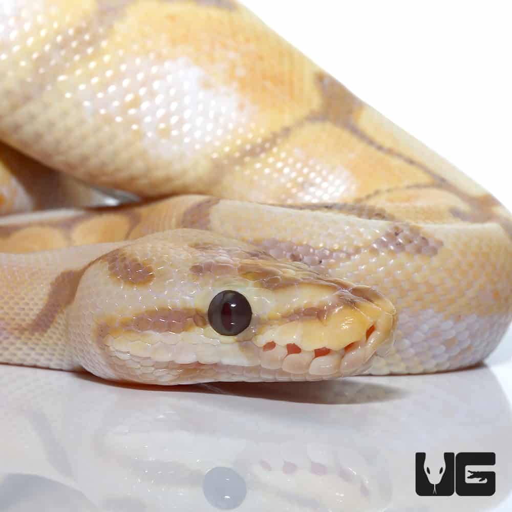 Banana Enchi Spider Yellowbelly Pos Orange Dream Het Pied Hypo Ball