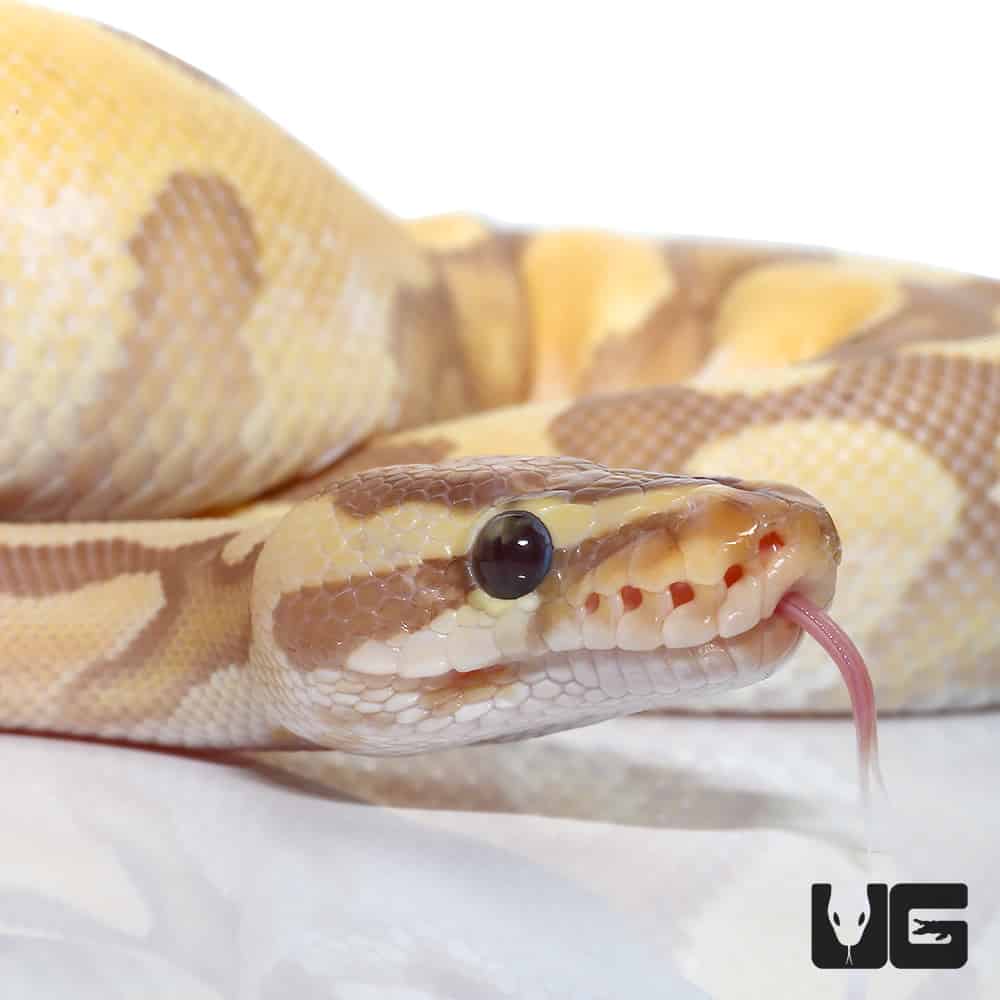 Banana Orange Dream Enchi YB Het Pied Ball Python (Python regius) For