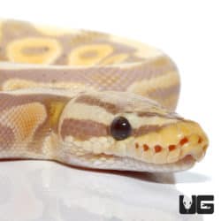 Banana Pastel Het Clown Ball Python (Python regius) For Sale - Underground Reptiles