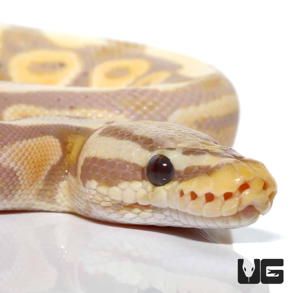 Banana Pastel Het Clown Ball Python (Python regius) For Sale ...