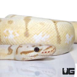 Banana Spider Hypo Pastel Het Clown (Python regius) For Sale - Underground Reptiles