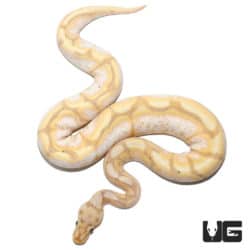 Banana Spider Yellowbelly Orange Dream Ball Python (Python regius) For Sale - Underground Reptiles