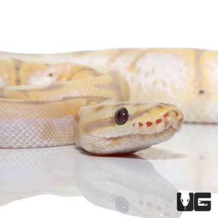 Banana Spider Yellowbelly Orange Dream Ball Python (Python regius) For Sale - Underground Reptiles
