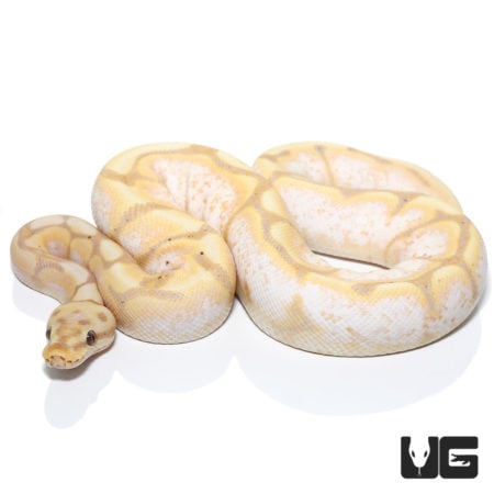 Banana Spider Yellowbelly Orange Dream Ball Python (Python regius) For Sale - Underground Reptiles