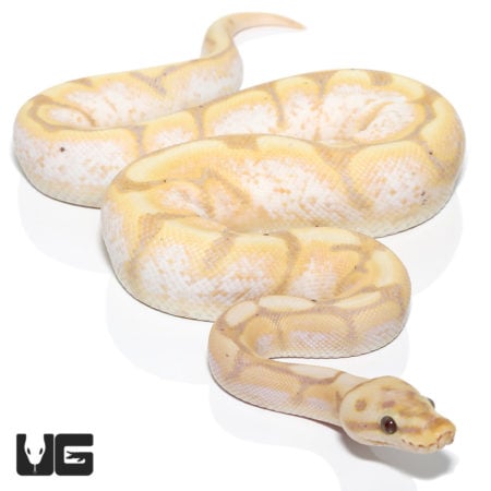 Banana Spider Yellowbelly Orange Dream Ball Python (Python regius) For Sale - Underground Reptiles