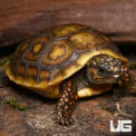 Baby Blonde x Ivory Redfoot Tortoise (Chelonoidis carbonaria) For Sale - Underground Reptiles