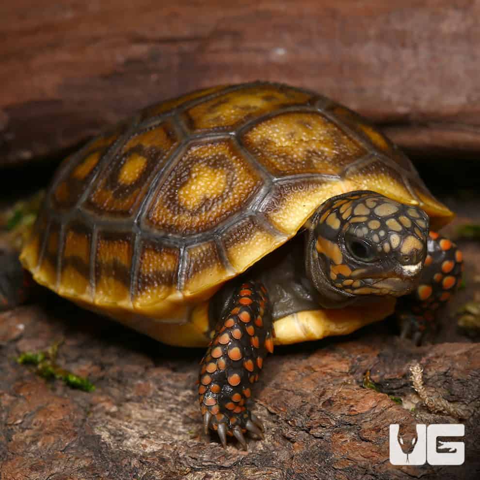 Tortoises For Sale - Underground Reptiles