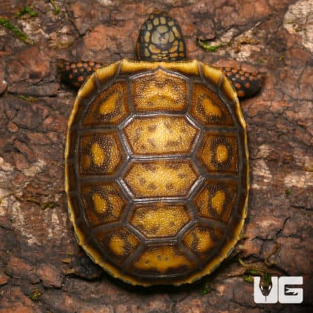Baby Blonde x Ivory Redfoot Tortoise (Chelonoidis carbonaria) For Sale - Underground Reptiles